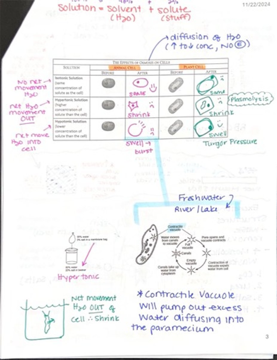 <p>Cells shrink due to water moving out.</p>