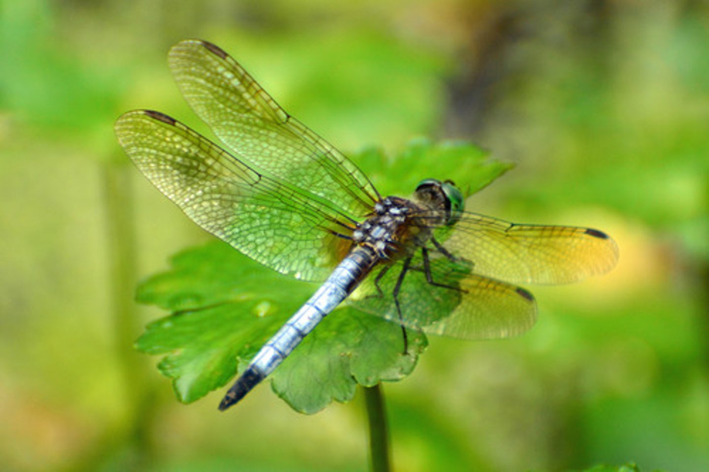 <p>dragonfly</p>