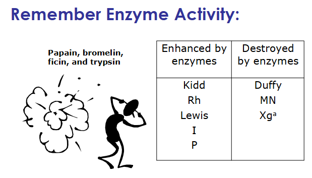 <ul><li><p>ehanced by papain, bromelian, ficin, trypsin: Kidd, Rh, Lewis, I, P</p></li><li><p>destroyed by enzymes: Duffy, MN, Xg<sup>a</sup></p></li><li><p>unaffected by treatment: K, U, Lutheran</p></li></ul><p></p>