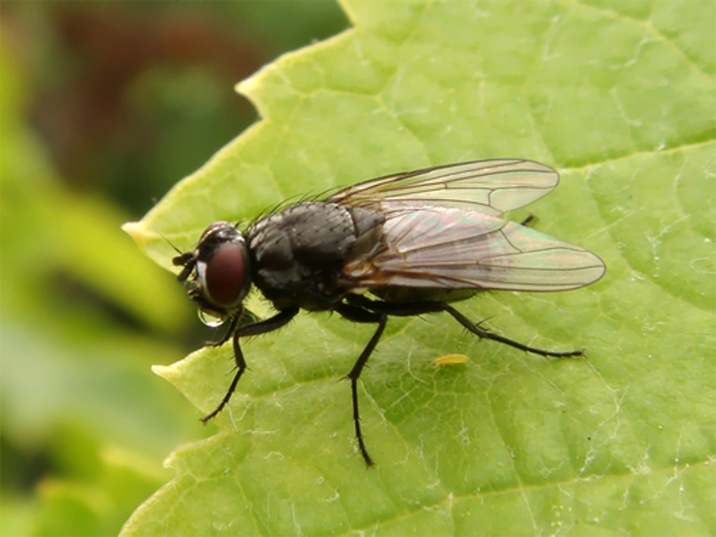 <p>House flies</p>