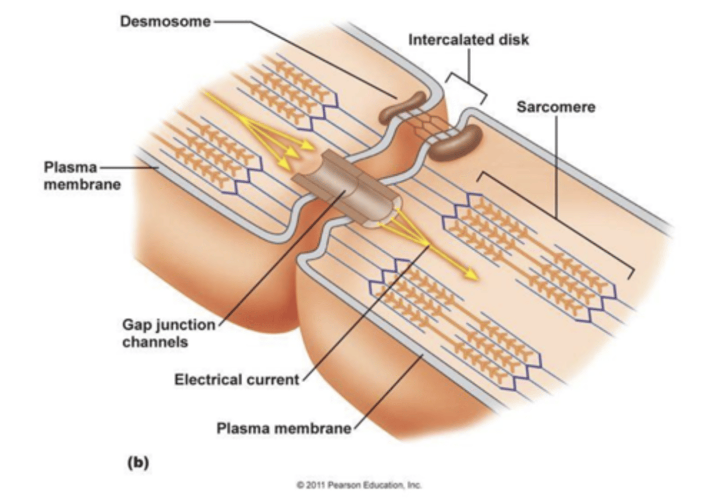 <p>Channels that help share action potentials between muscle cells</p>