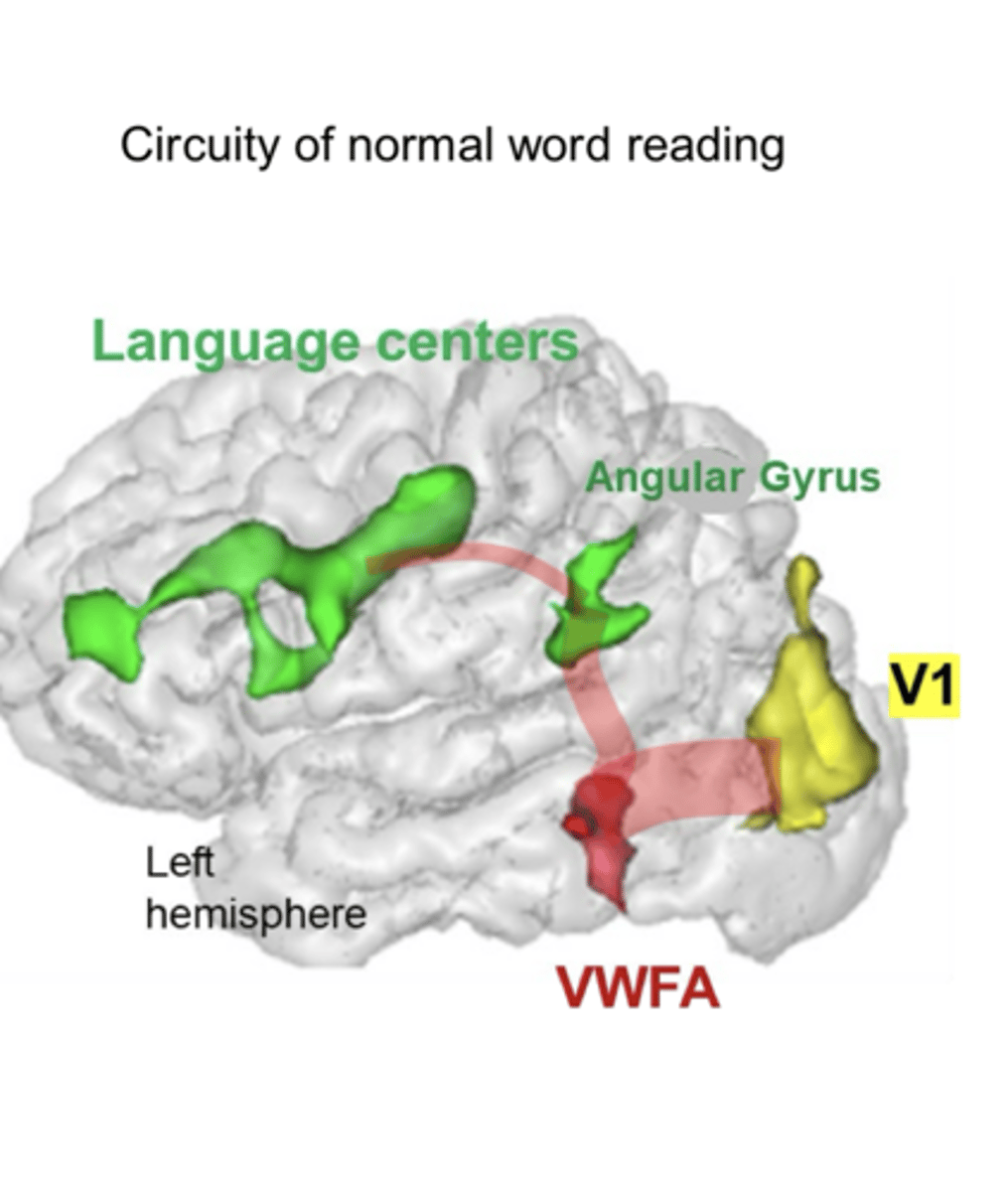 <p>Circuitry of Normal Word Reading (Pic)</p>