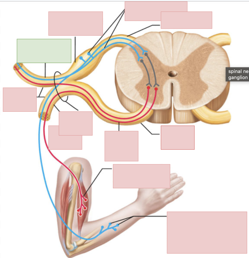 <p><span style="background-color: transparent;"><span>sends outgoing motor signals to the back and brings in sensory information from the skin of the back, deep muscles of the back, and the joints between adjacent vertebrae</span></span></p>