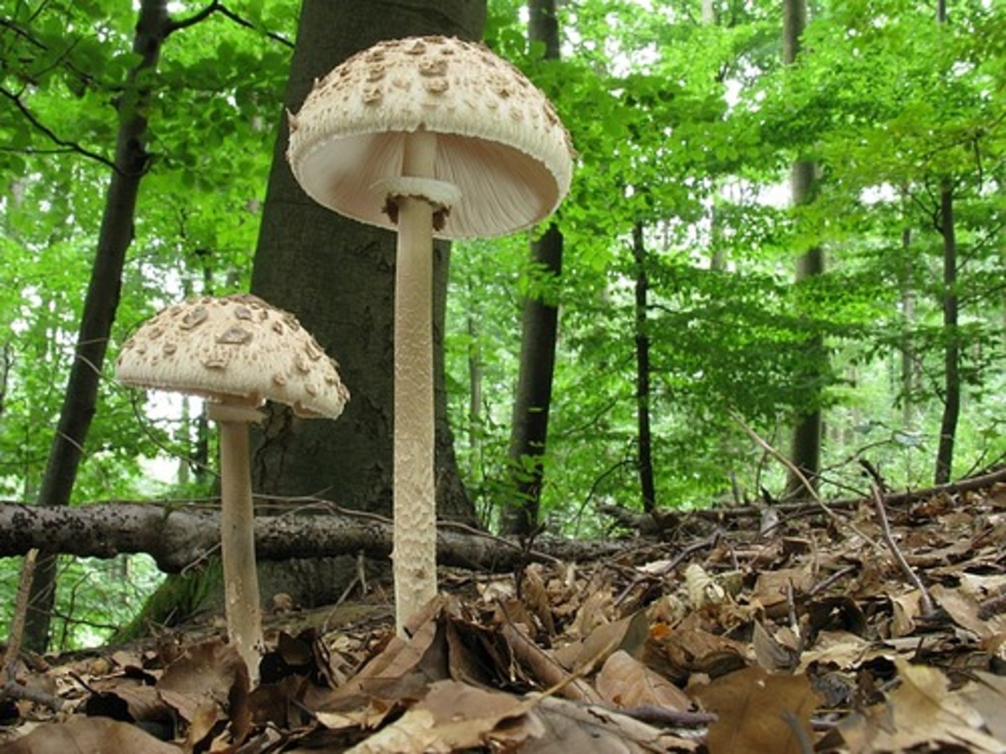 <p>parasol mushroom</p>