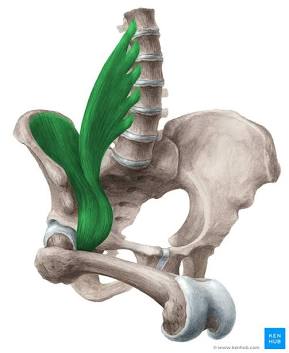 <p><span>primary hip flexor muscle, formed by the psoas and iliacus muscles</span></p>