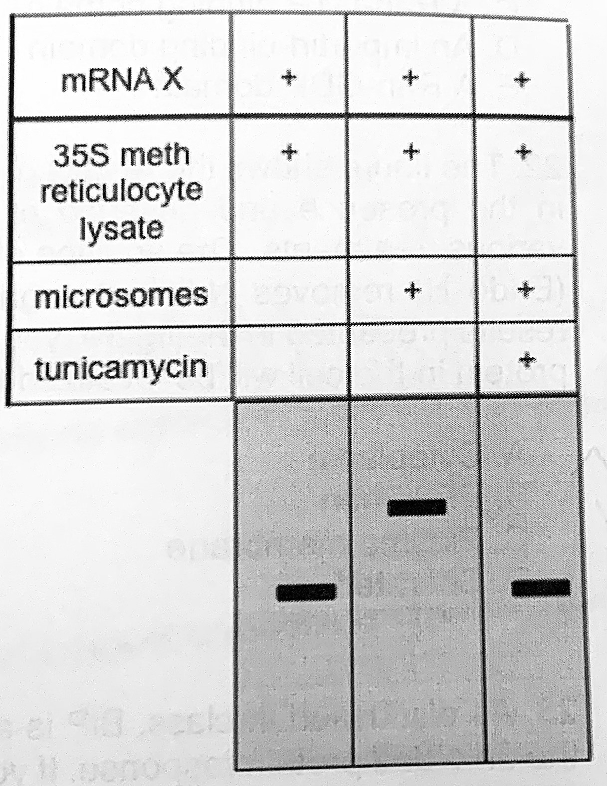 <p>The mRNA X produced from the cDNA is translated in vitro in the presence of <sup>35</sup>S methionine, treated as indicated on the right, resolved by SDS-PAGE, and visualized by autoradiography.</p><p>Why are the proteins in lane 1 and lane 3 the same size?</p>