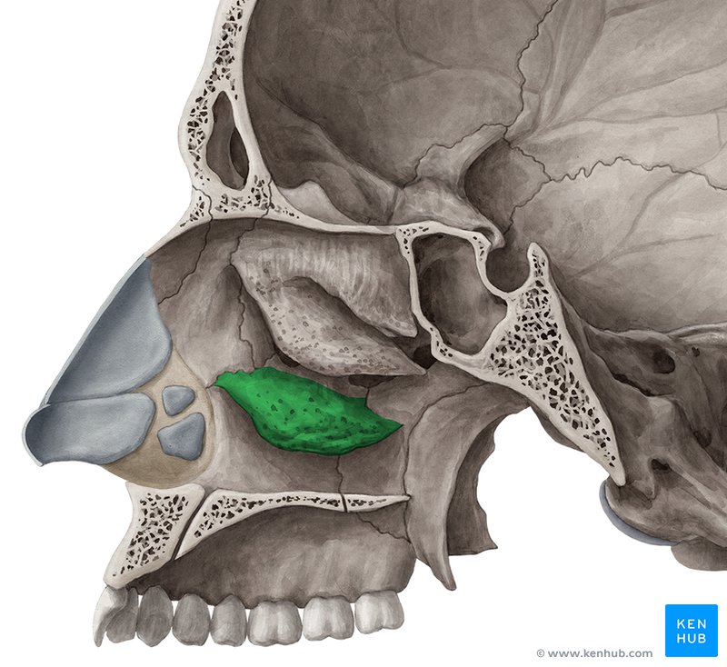 <p>Part of lateral parts of nasal cavity</p><p>Lined with mucosa; warm and filter air</p>