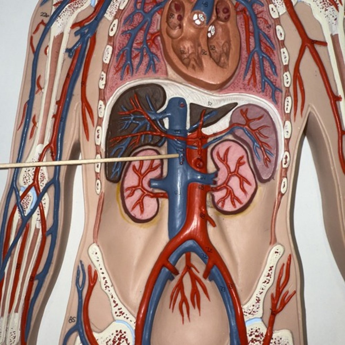 <p>Identify the structure.</p>