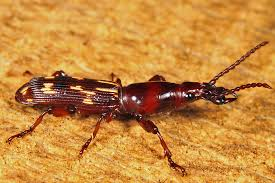 <p>straight-snouted weevils</p>
