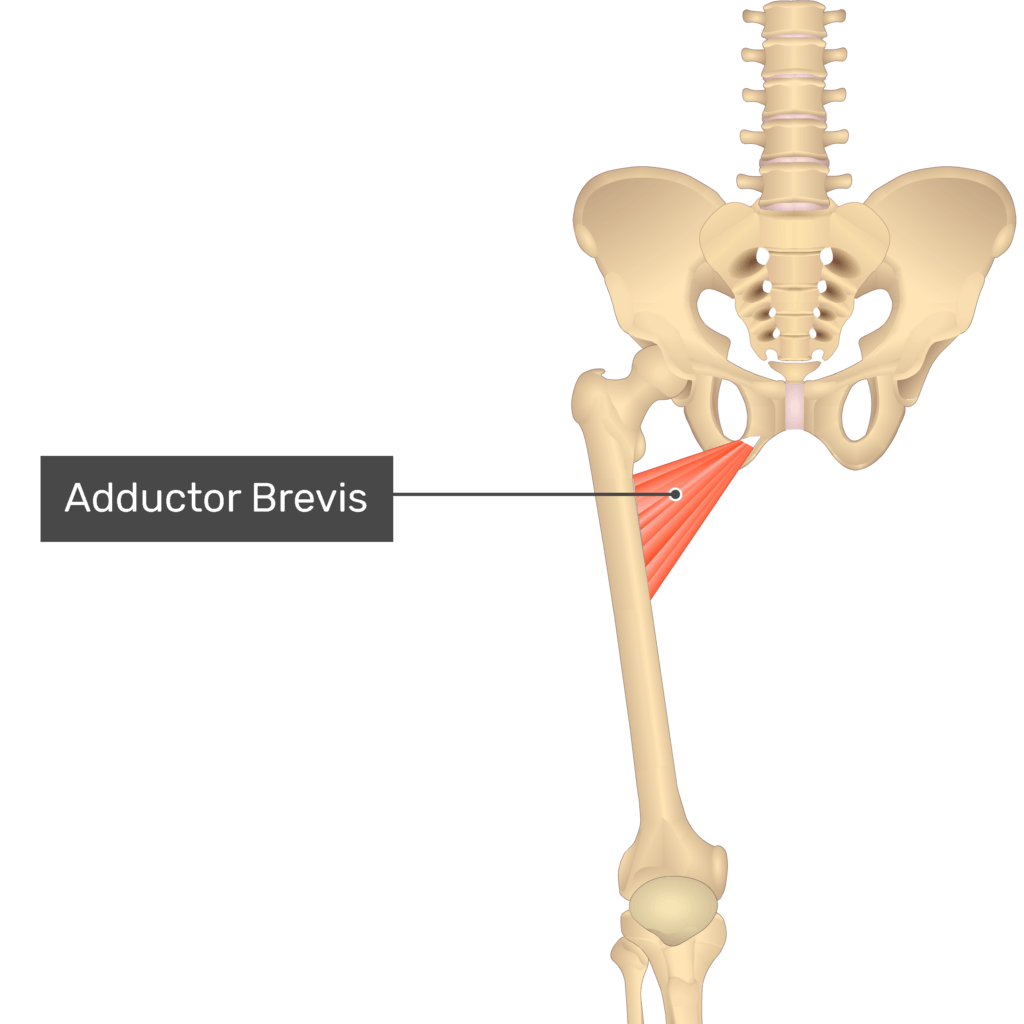 <p>Originating from the inferior ramus and body of the pubis</p>