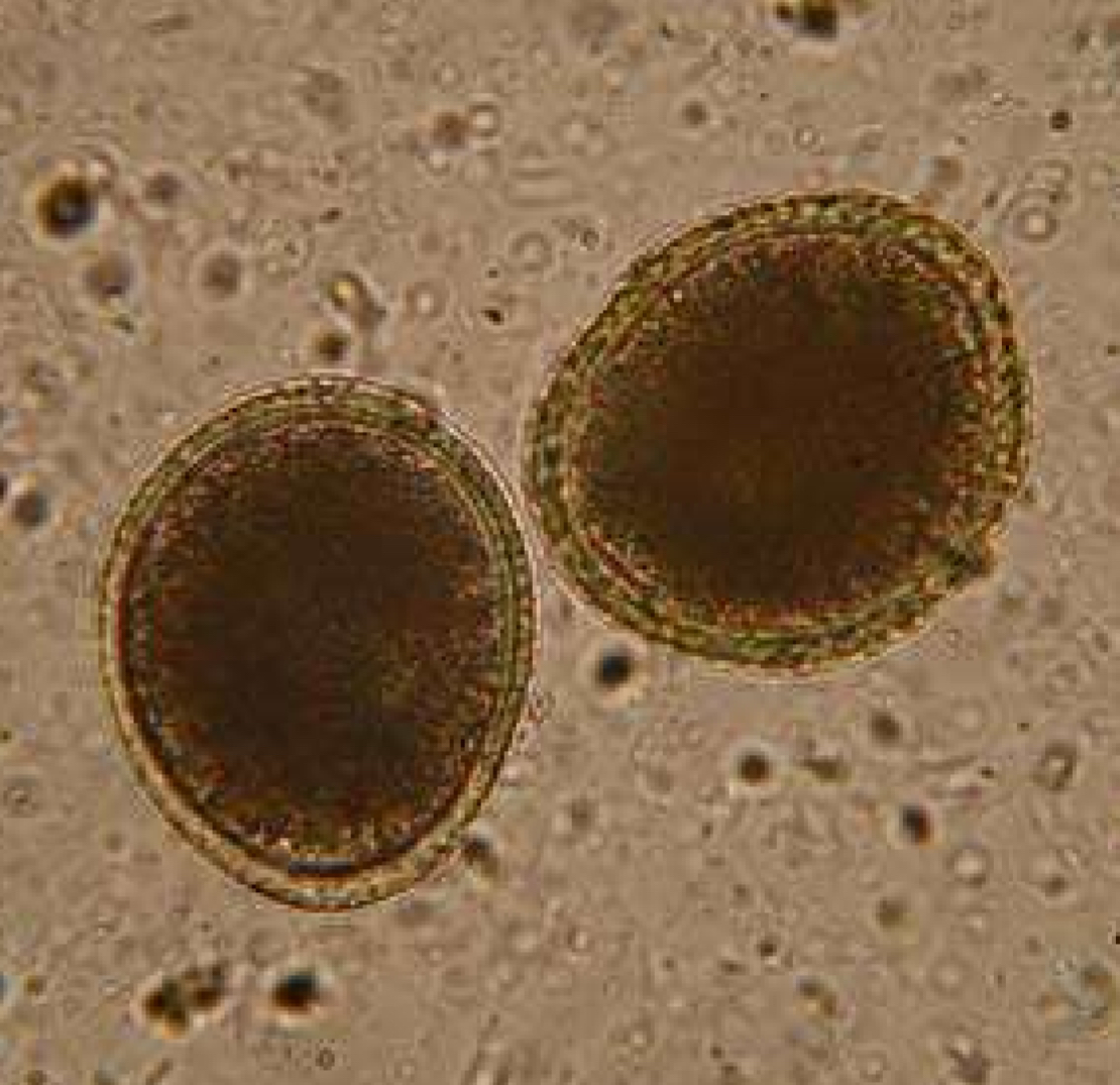 <p>Type of roundworm parasite egg most commonly found in dogs and cats can be zoonotic </p>