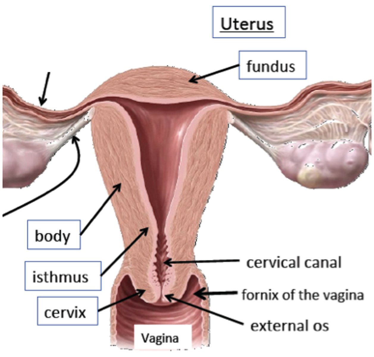 <p>1) body</p><p>2) fundus</p><p>3) isthmus</p><p>4) cervix</p><p>5) cervical canal</p>