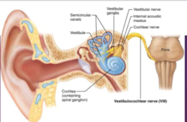 <p>—Motor (efferent) nerve fibers adjust sensitivity of receptors&nbsp; &nbsp; &nbsp; &nbsp; &nbsp; &nbsp; &nbsp; &nbsp; &nbsp; &nbsp; &nbsp; &nbsp; &nbsp; &nbsp; &nbsp; &nbsp; &nbsp; &nbsp; &nbsp; &nbsp; &nbsp; &nbsp; &nbsp; &nbsp; &nbsp; &nbsp; &nbsp; &nbsp; &nbsp; &nbsp; &nbsp; &nbsp; &nbsp; &nbsp; —Sensory nerve of hearing and balance</p>