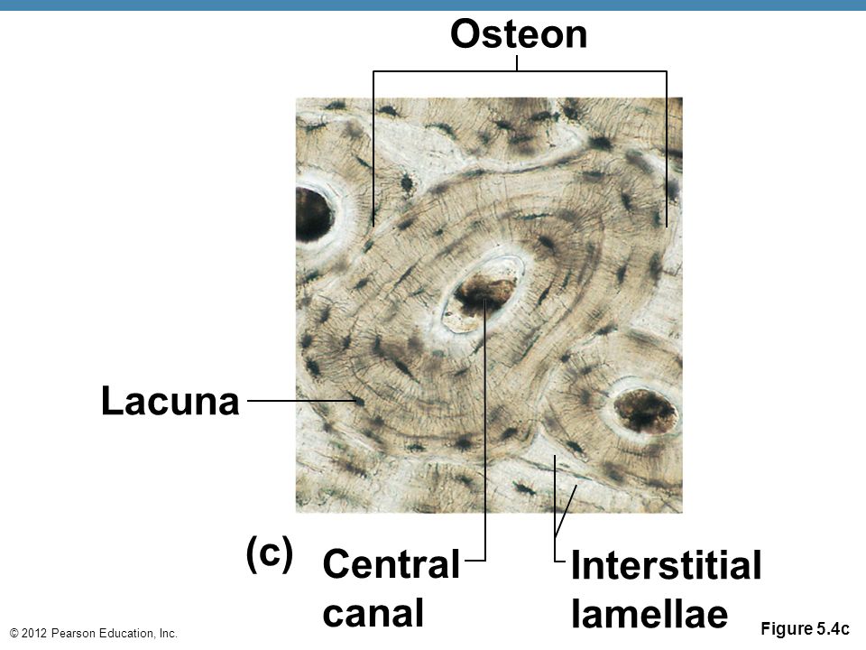 <p>Between lamellar layers</p>