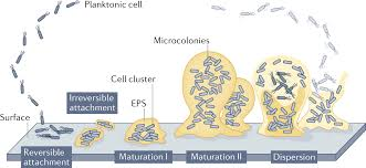 <p>How do biofilms form?</p>