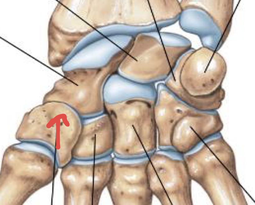 <p>what is this part of the hand?</p>