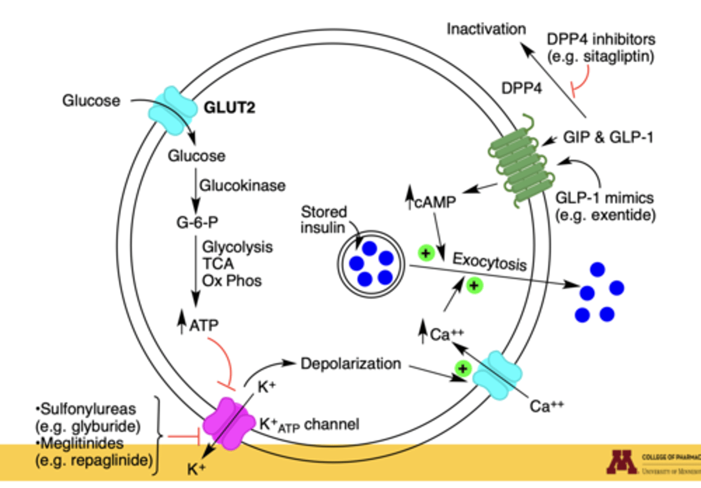 <p>1. Glucose enters via GLUT2.</p><p>2. Glucokinase converts it to G-6-P.</p><p>3. Glycolysis, TCA, and oxidative phosphorylation increase ATP.</p><p>4. ATP closes ATP-sensitive K⁺ channels → depolarization.</p><p>5. Ca²⁺ influx triggers exocytosis of insulin vesicles</p>