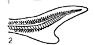 <p>What Caudal fin is this</p>