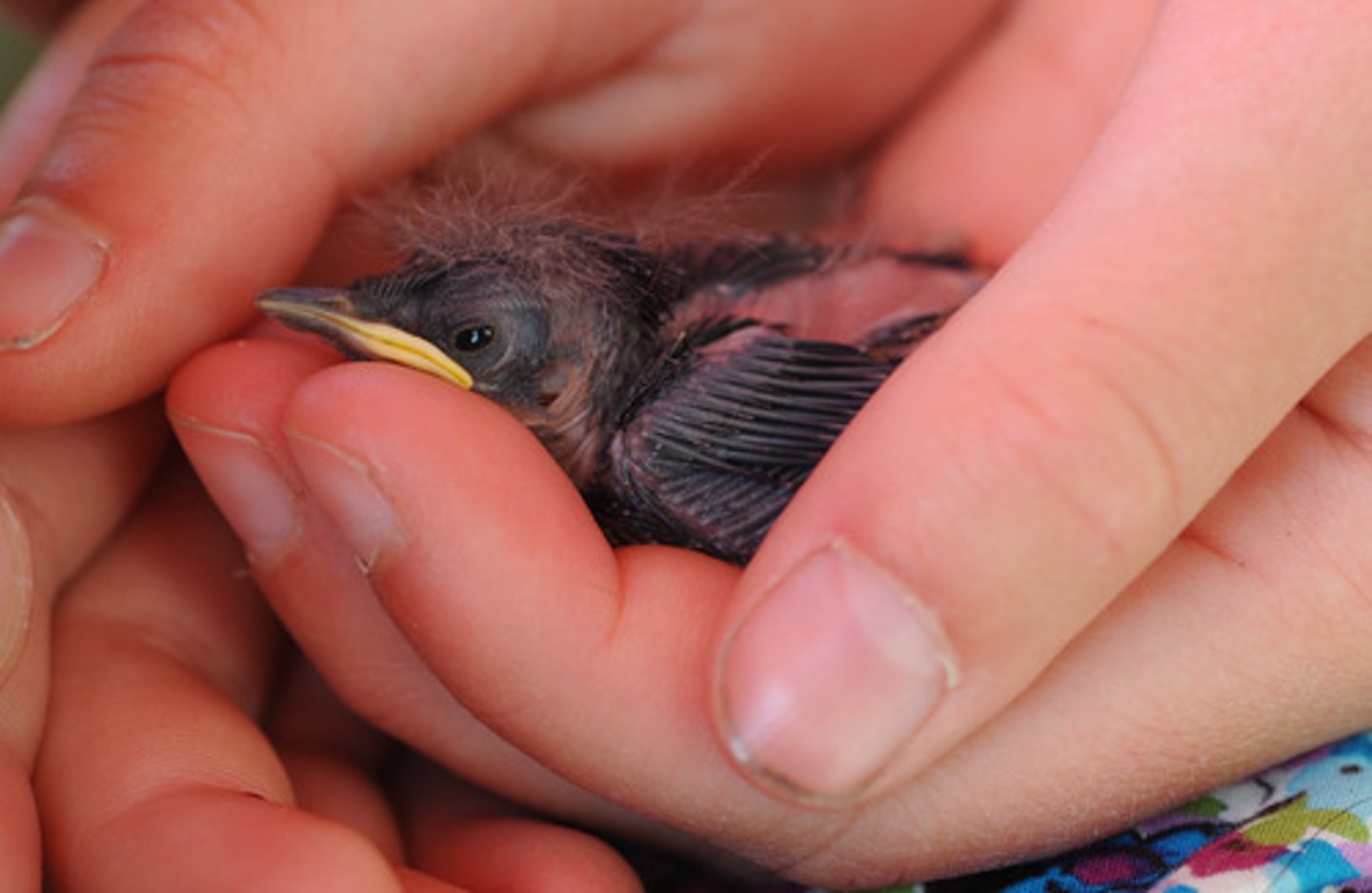 <p>adj. nép mình, ẩn mình</p><p>nestle (v)</p><p>ex; The village is nestled in the mountains.</p>