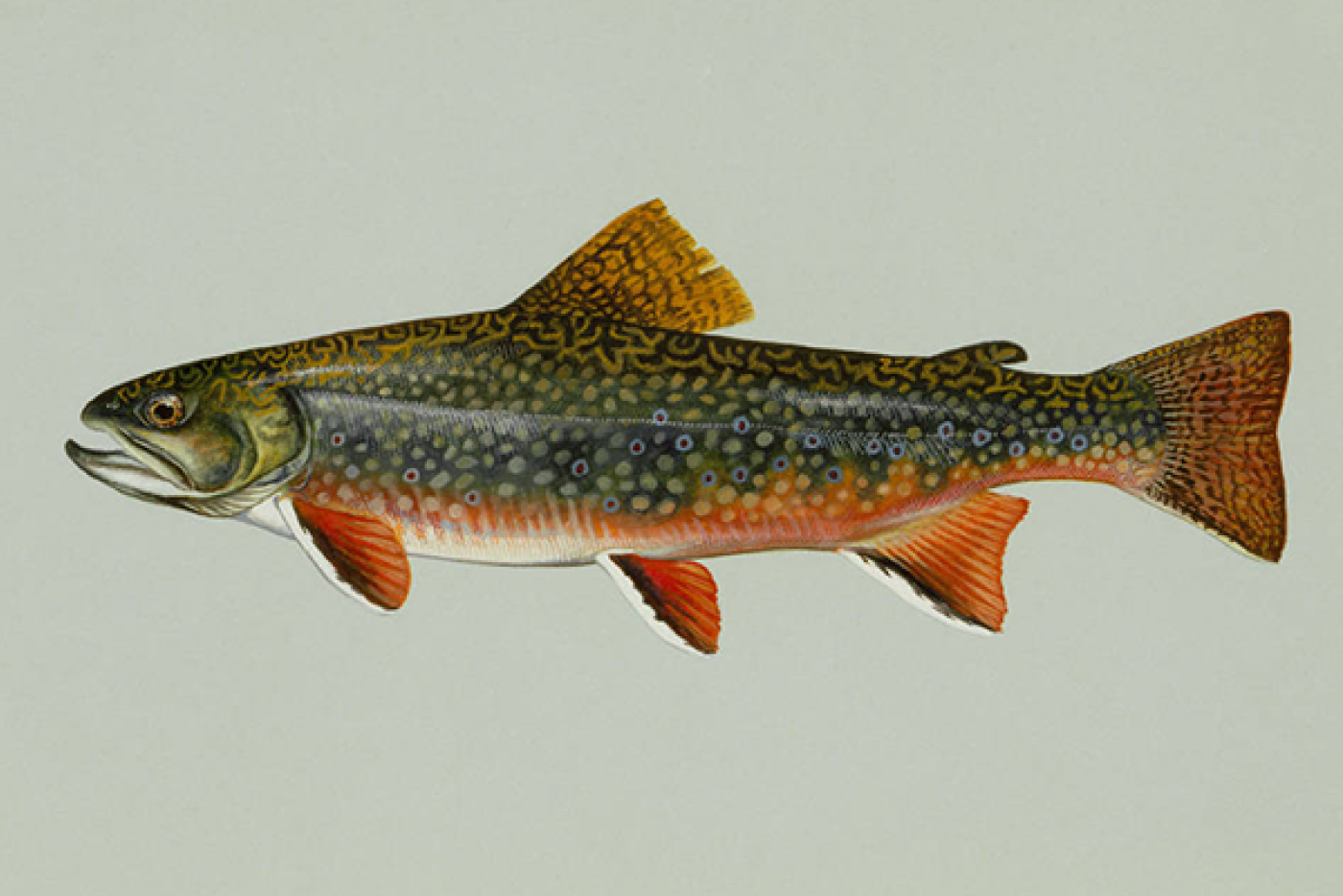 <p>Trout</p>