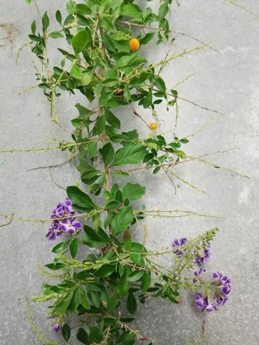 <p>Duranta erecta</p>