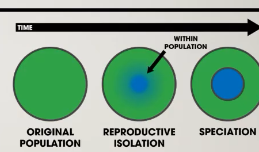 <p>Occurs when two different populations living in the same environment and different isolation mechanisms prevent gene flow</p>