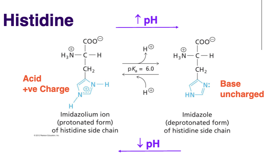 <p>Can act as acid or base, ionization state depends on chemical environment, can accept or donate a proton (forms H-bonds), </p>