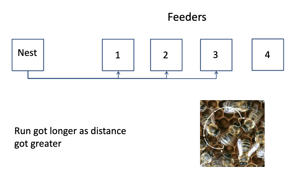 <p><span>Food source was moved different distances in the same direction. As the food source got farther away, the “waggle” part of the dance got longer</span></p>