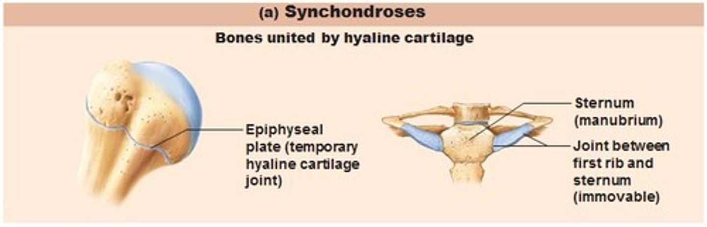 <p>bones united by hyaline cartilage</p>