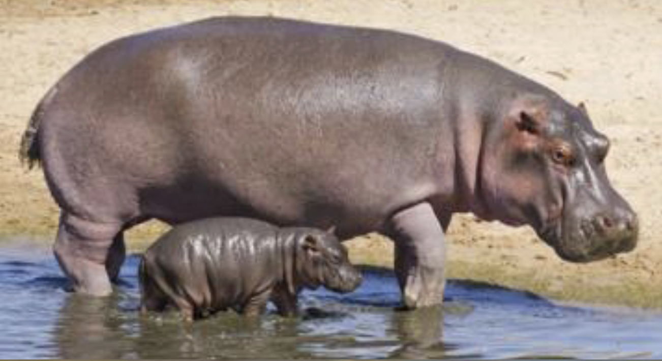 <p>What family &amp; above does this belong too?</p>