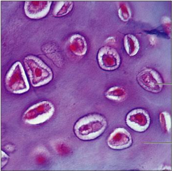<p>Type of tissue</p>
