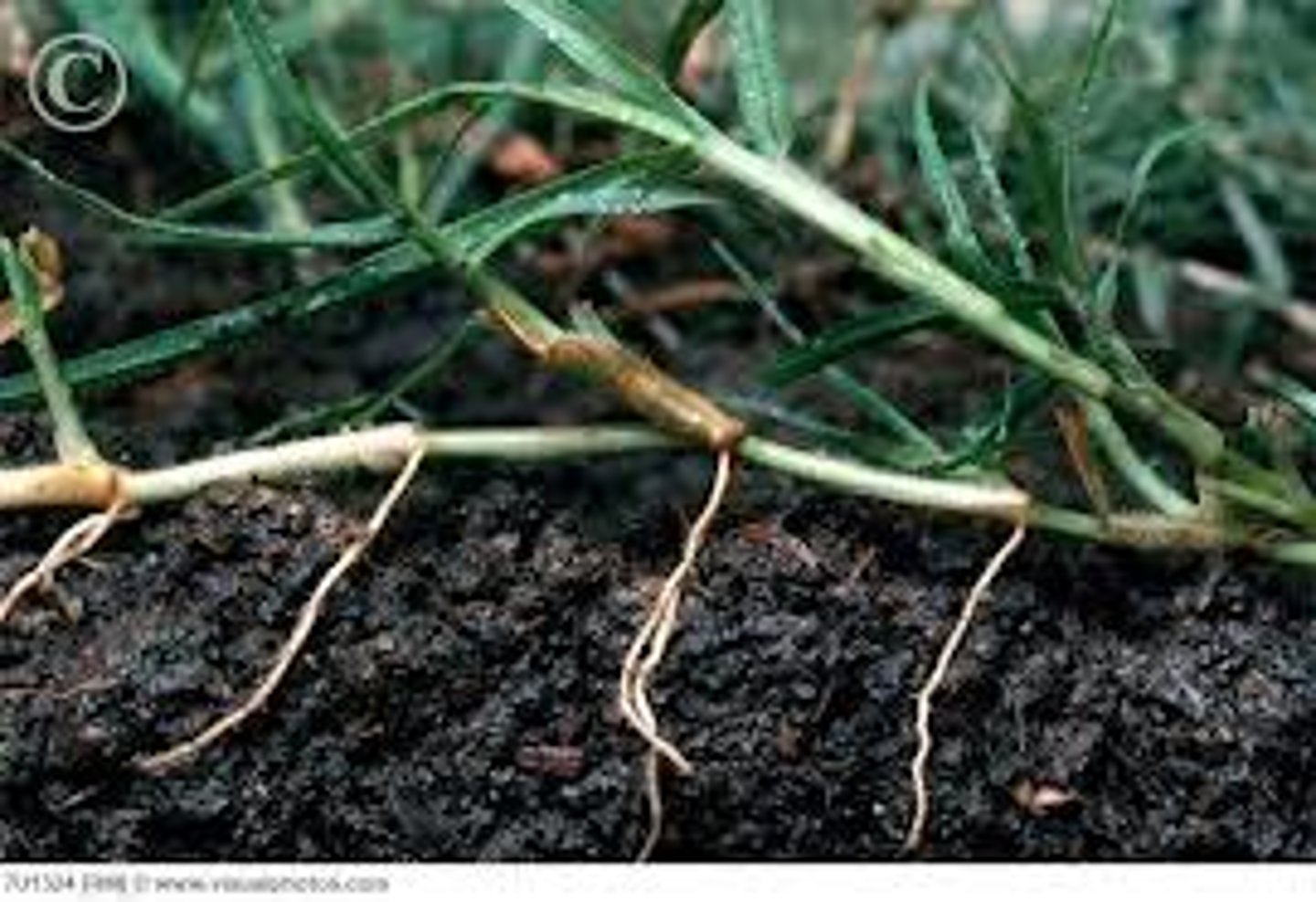 <p>A creeping stem that runs along the soil surface.</p>