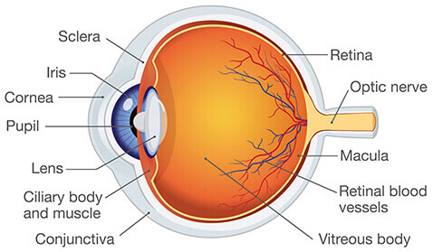 <p>Know Retina, Lens, Fovea, Optic Nerve, and Visual Pathway</p>