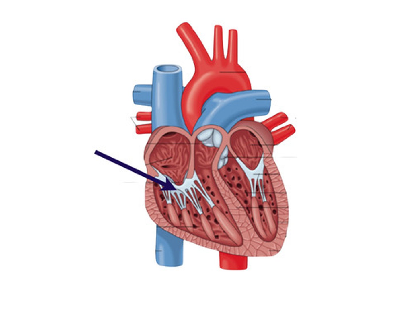 <p>between right atrium and right ventricle</p>