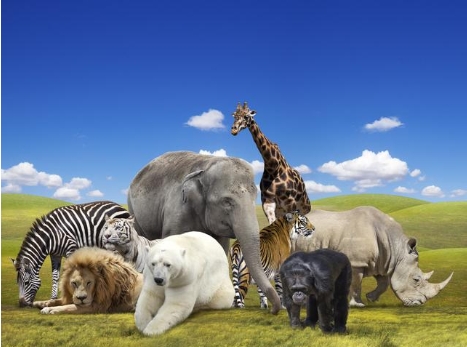 <p>Camels, elephants, tigers and lions are <strong>wild animal</strong>s.</p><p><span>|waɪldˈænɪm(ə)l|</span></p><p>Дикое животное</p>