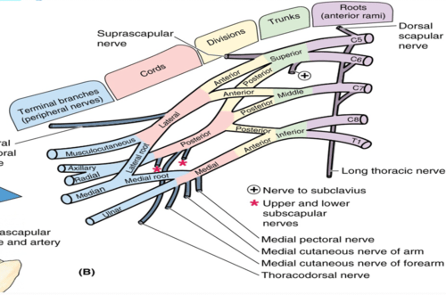 <p>formed by the divisions of the trunks around axillary artery. at coracoid process. Cords are labeled in reference to their position around the axillary artery.</p><p>-Posterior: posterior division of all three cords</p><p>-Lateral: anterior divisions of superior and middle trunks</p><p>-Medial: anterior division of inferior trunk</p>