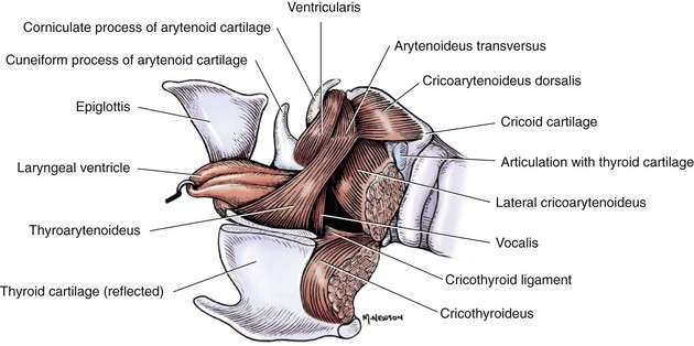 <ol><li><p><strong>ventriculus laryngis</strong> is formed (of cavum laryngis)</p></li></ol><p></p>