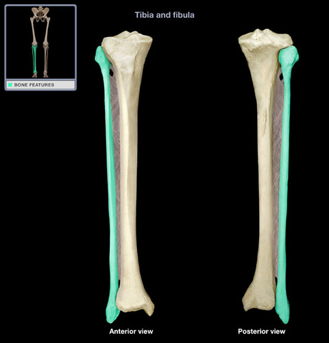 The lateral and smaller bone of the lower leg
