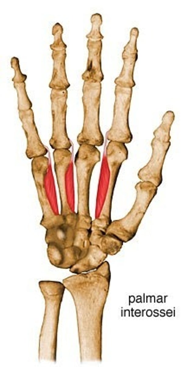 <p>Action: adducts fingers</p><p>Origin: midaxis side of all metacarpal except the 3rd metacarpal</p><p>Insertion: extensor expansion over 1st phalanx of each finger</p>