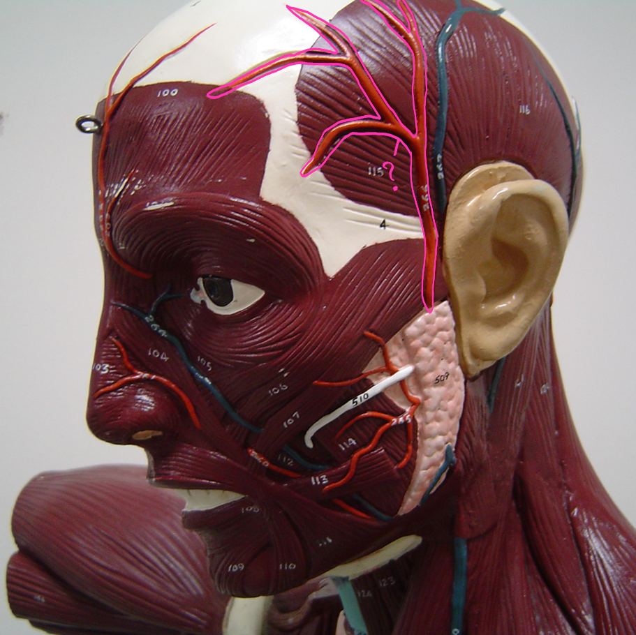 <p>what blood vessel is this? (in pink)</p>