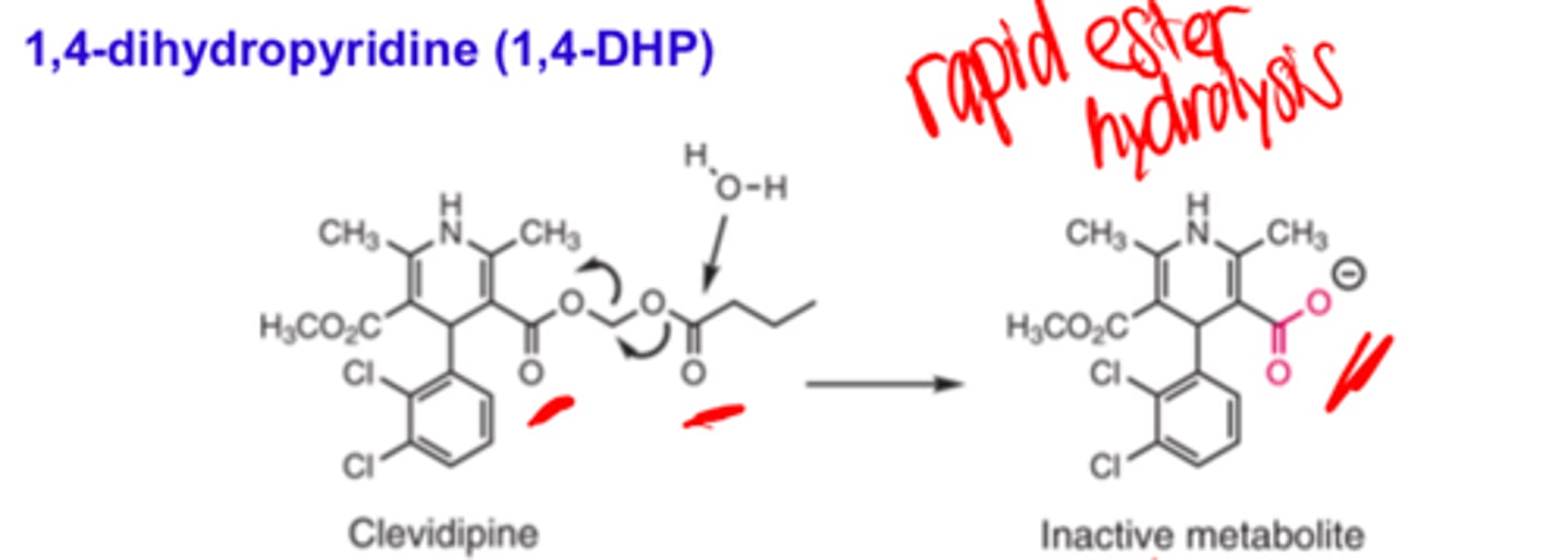 <p>- rapid ester hydrolysis (of two esters)</p>