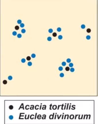 <p>yes </p><p>→ acacia trees have a uniform distribution</p><p>→ but euclea shrubs are clumped under acacia trees</p>