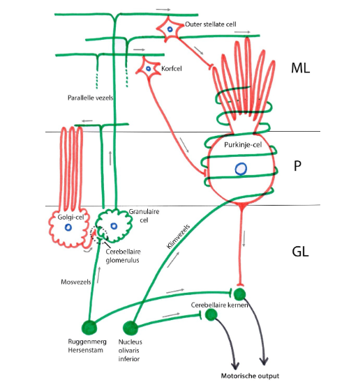 <p>→ bedoeling kleine hersenen: vergelijken van het plan (in motorische cortex) met wat er op het terrein gebeurt (proprioceptie)</p><ul><li><p>klimvezels (climbing fibers)</p><ul><li><p>brengen proprioceptieve informatie over naar Purkinje-cellen</p></li><li><p>perikarya: in nucleus olivaris inferior</p></li><li><p>uitlopers van de neuronen:</p><ul><li><p>niet vertakt, draaien als klimplant rond lichaam &amp; dendrietenboom van Purkinje-cel (1 vezel per Purkinje-cel)</p></li></ul></li><li><p>excitatorisch</p></li></ul></li><li><p>mosvezels (mossy fibers)</p><ul><li><p>ontvangen proprioceptieve input + input vanuit motorische cortex</p><ul><li><p>geven deze informatie door via parallelle vezels van granulaire cellen naar Purkinje-cellen</p></li></ul></li><li><p>sterke convergentie van granulaire cellen naar Purkinje-cellen:</p><ul><li><p>100.000 parallelle vezels maken synaptisch contact met 1 Purkinje-cel</p></li></ul></li><li><p>excitatorisch</p></li></ul></li></ul><p></p>