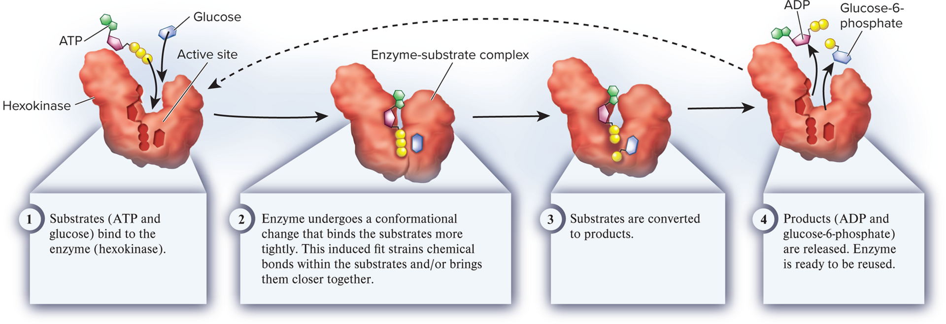 <p>enzyme-substrate complex</p>