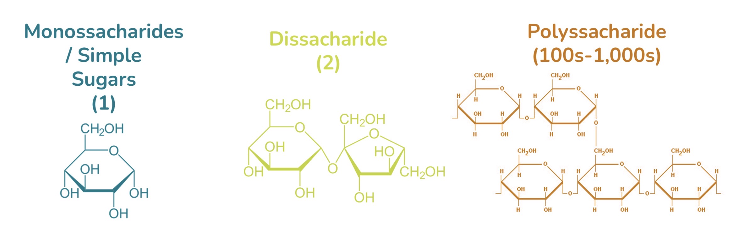 <p>Monosaccharides, dissacharide, polyssacharide</p>