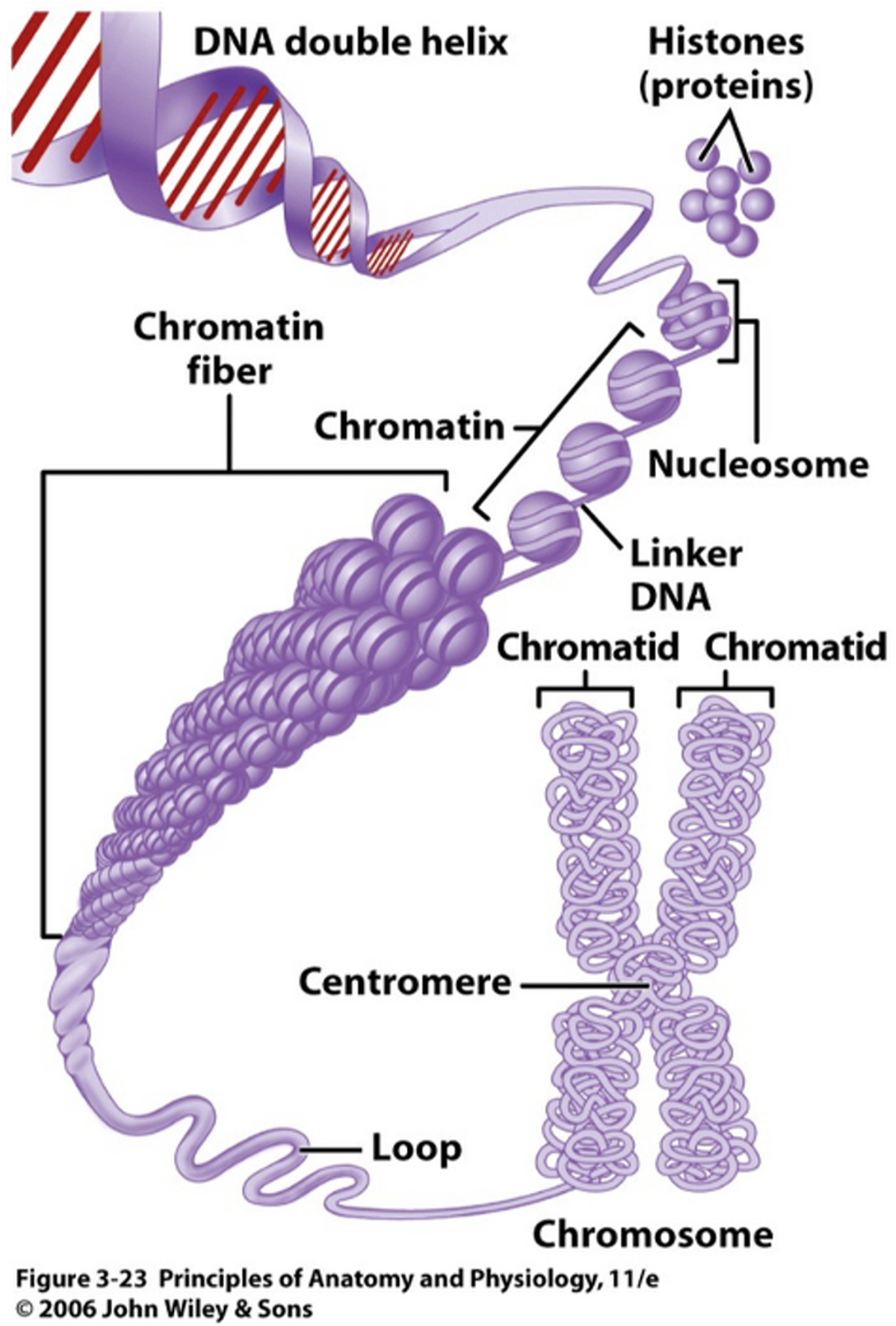 <p>Effects gene expression</p>