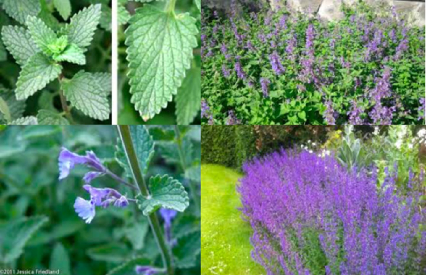 <p>square stems; opposite leaves; bilabiate flowers</p><p>"blue" flower; silver cast to foliage</p><p>leaves: serrate; ovate</p><p>Special notes: Perennial border; holds water in pubescence causing foliage rot in high humidity</p>