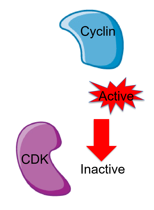 <ul><li><p><span><span>Progression through the cell cycle is</span></span><br><span><span>controlled by </span><strong><span>cyclins</span></strong></span></p></li><li><p><span><span>Activate </span><strong><span>kinases (cyclin-dependent kinases (CDKs), </span></strong><span>which target proteins that promote cell division</span></span></p></li><li><p><span><span>Are always present within the cell but are active only when bound to the appropriate cyclin. </span></span></p></li><li><p><span><span>KINASE- Enzymes that phosphorylate other</span></span><br><span><span>molecules</span></span></p></li></ul><p></p>