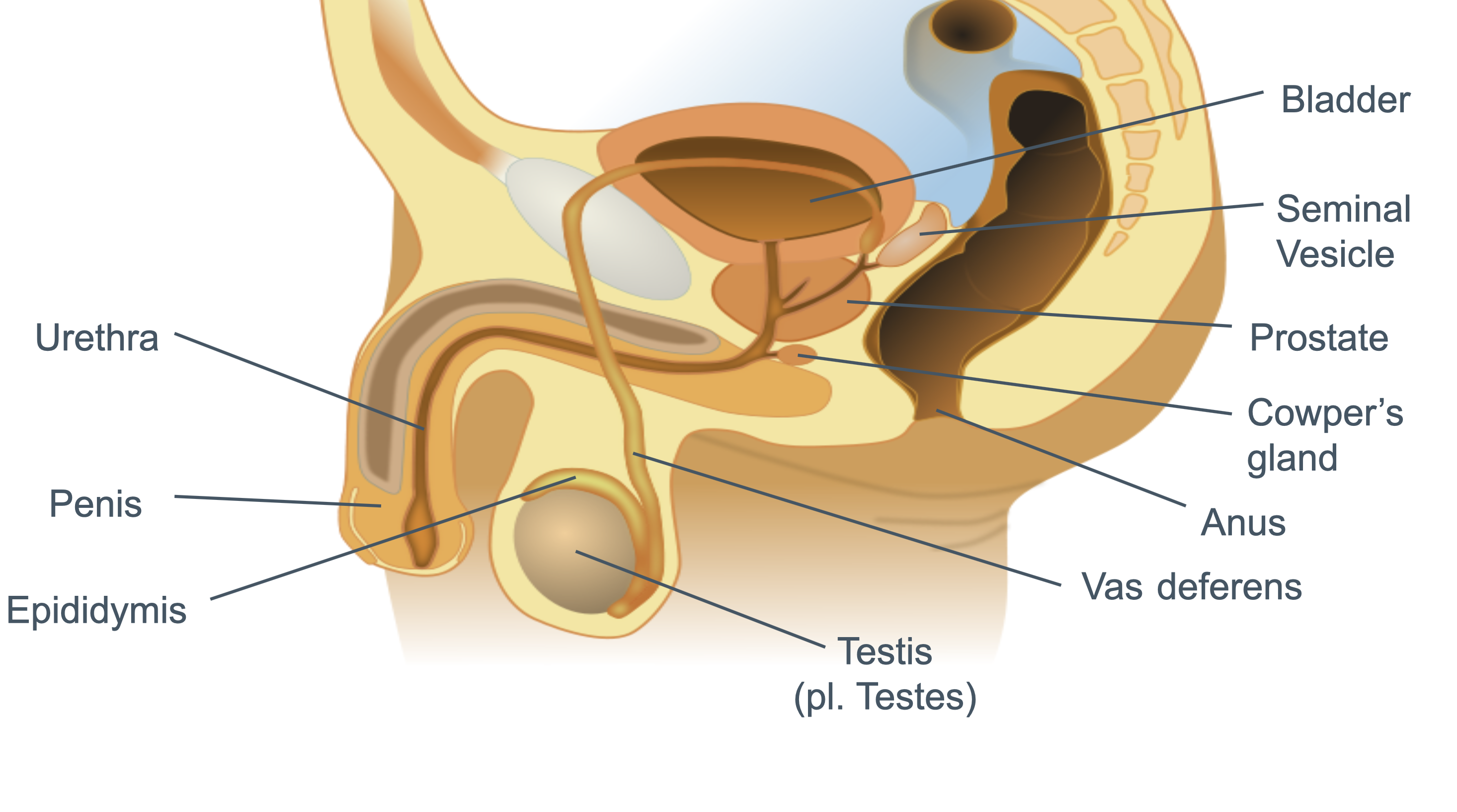 <ul><li><p><strong>Testes</strong></p><p>Produce sperm + testosterone</p></li><li><p><strong>Vas Deferens</strong></p><p>Carry sperm from epididymis → junction with urethra </p></li><li><p><strong>Rectum</strong></p></li><li><p><strong>Cowper’s Gland</strong></p><p>Secrete <u>mucus-rich fluids</u> into semen → Protects sperm from acids in urethra</p></li><li><p><strong>Prostate</strong></p><p>Secrete <u>alkaline buffer</u> into semen → Protect sperm from acidic environment in vagina</p></li><li><p><strong>Seminal Vesicle</strong></p><p>Secretes <u>fructose</u> into semen → Provide energy for sperm</p></li><li><p><strong>Bladder</strong></p></li><li><p><strong>Epididymis </strong></p><p>Produce + Store sperm</p></li><li><p><strong>Penis</strong></p><p>Deposit sperm into vagina during ejaculation; Contains urethra</p></li><li><p><strong>Urethra </strong></p><p>Carries semen during ejaculation / urine from bladder to exterior</p></li><li><p><strong>Scrotum</strong></p><p>Protects testes + Thermoregulation</p></li></ul><p></p>
