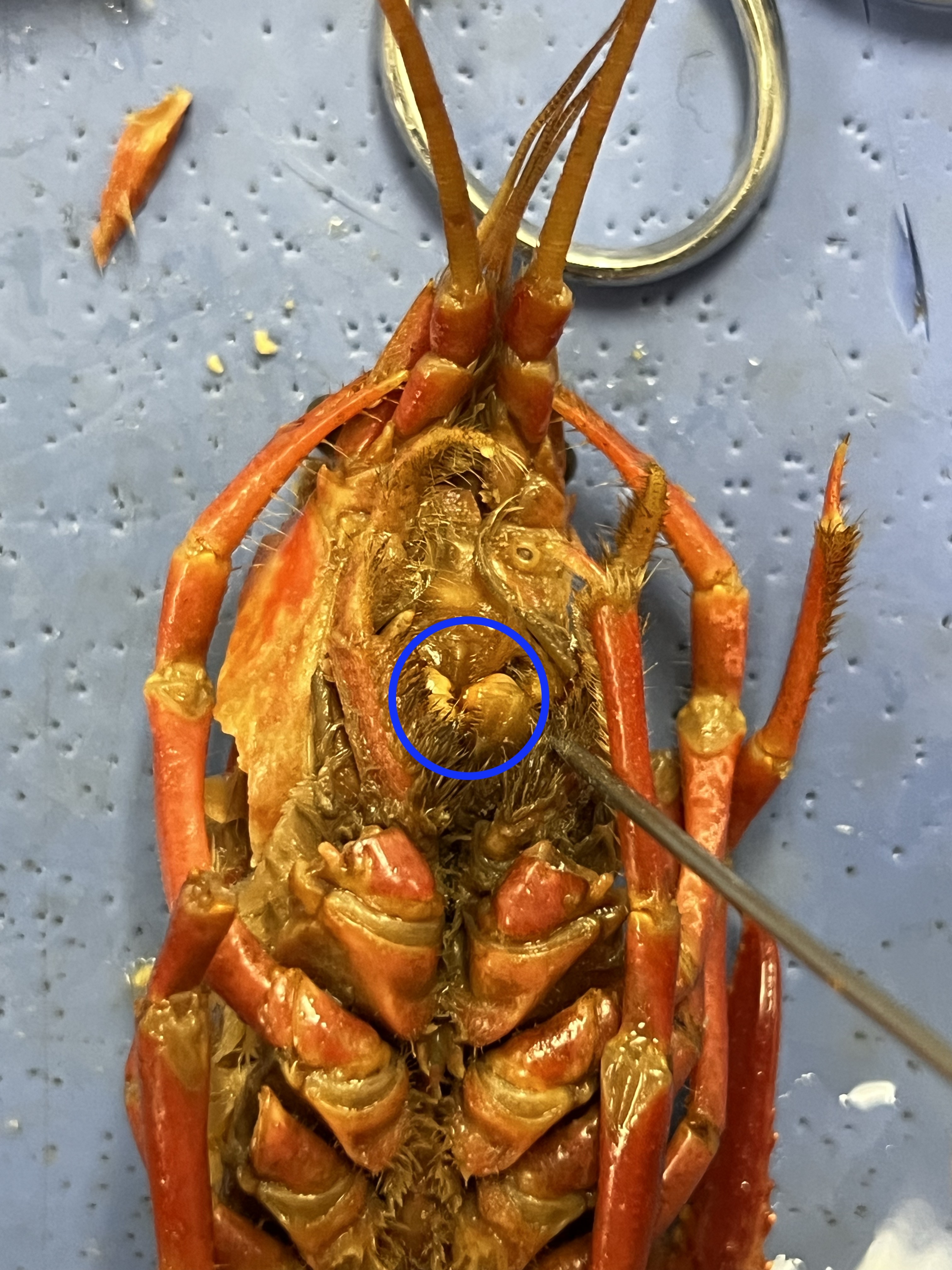 <p>What is the structure circled in blue called?</p>